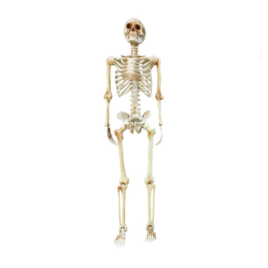 Skeleton (ljudski kostur) - 152cm