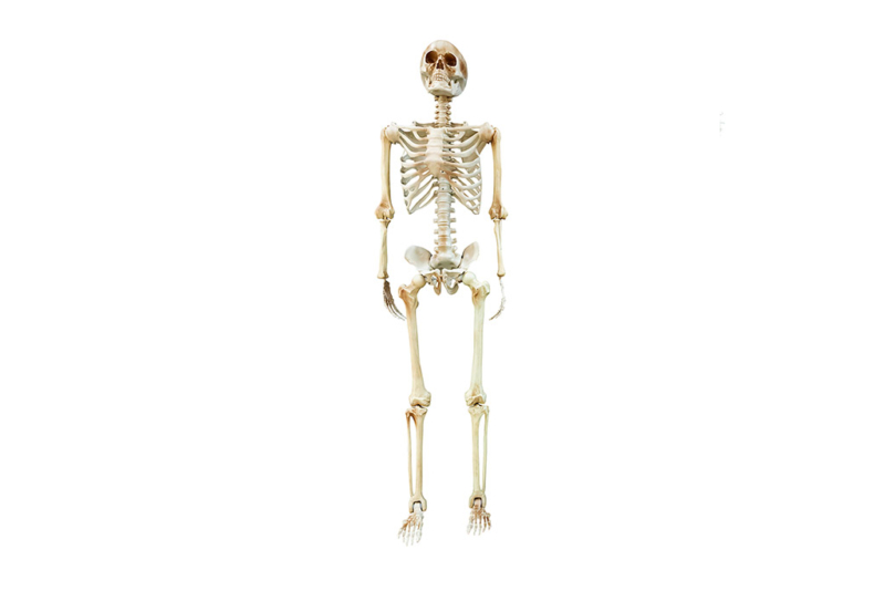 Skeleton (ljudski kostur) - 152cm